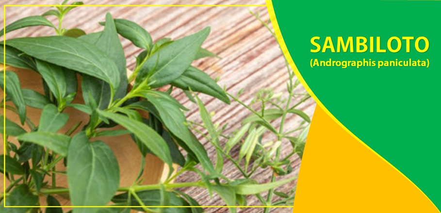 Khasiat Sambiloto untuk Penanganan COVID-19